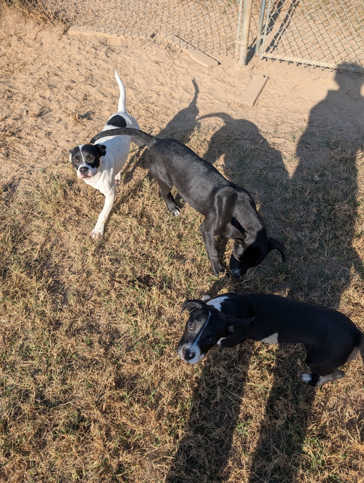 Whiskers and Paws Pet Resort Gilbert