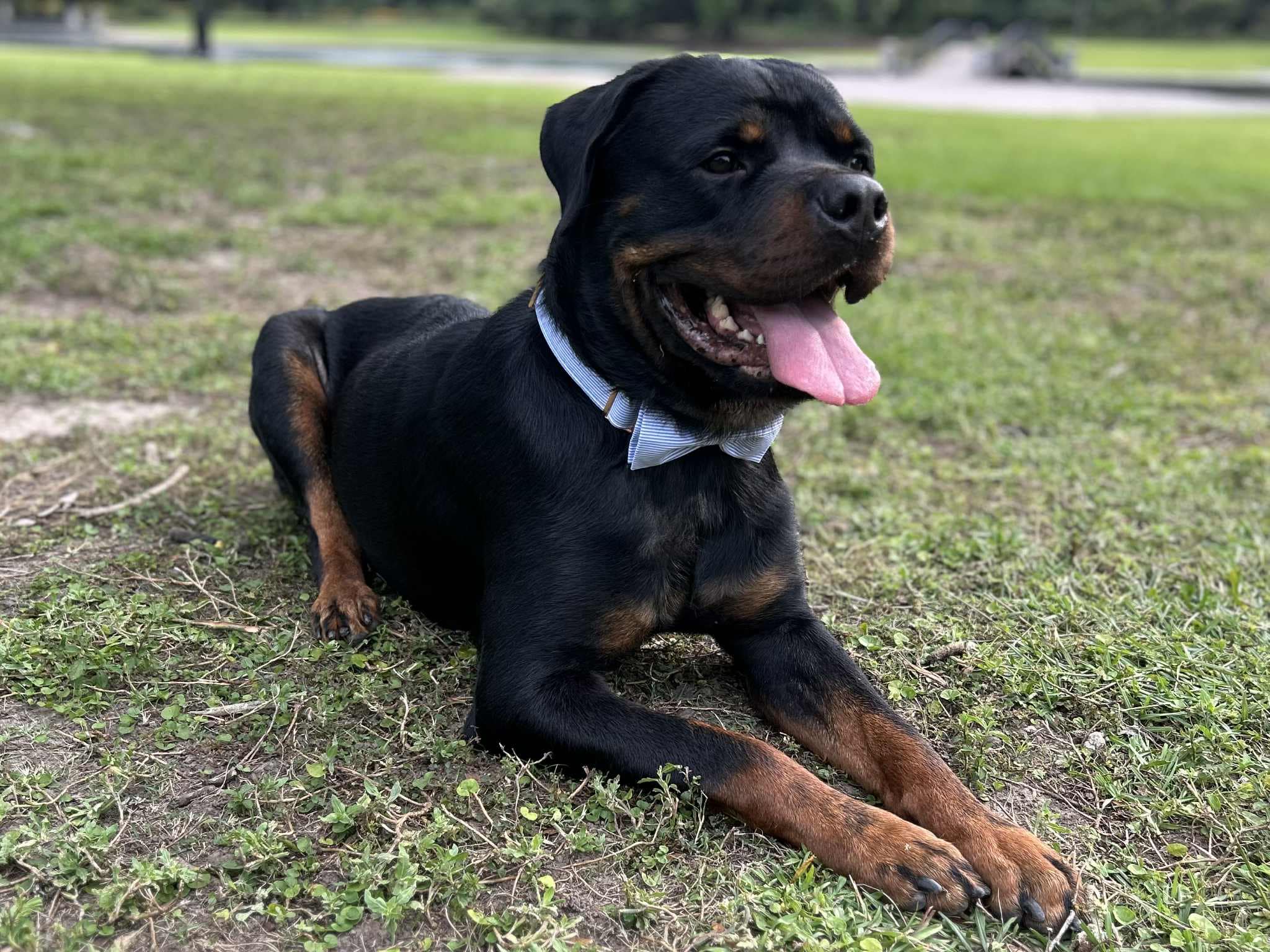 Professional Pet Grooming Goose Creek