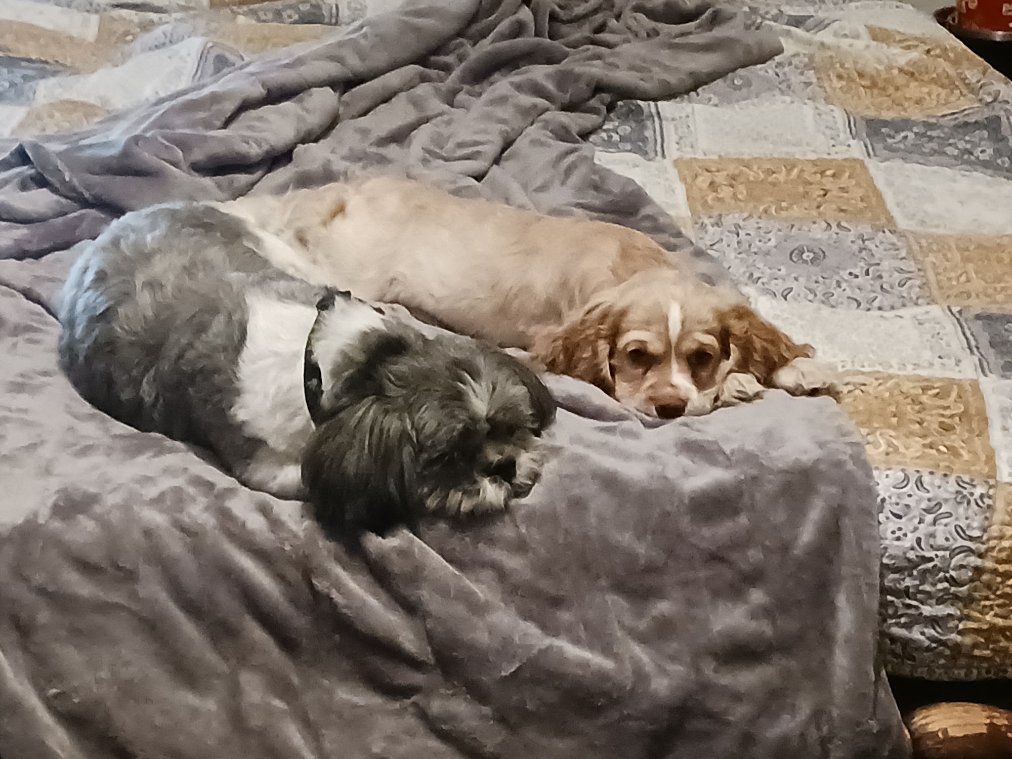 The Bark Park - Doggie Daycare • Boarding • Grooming Goose Creek