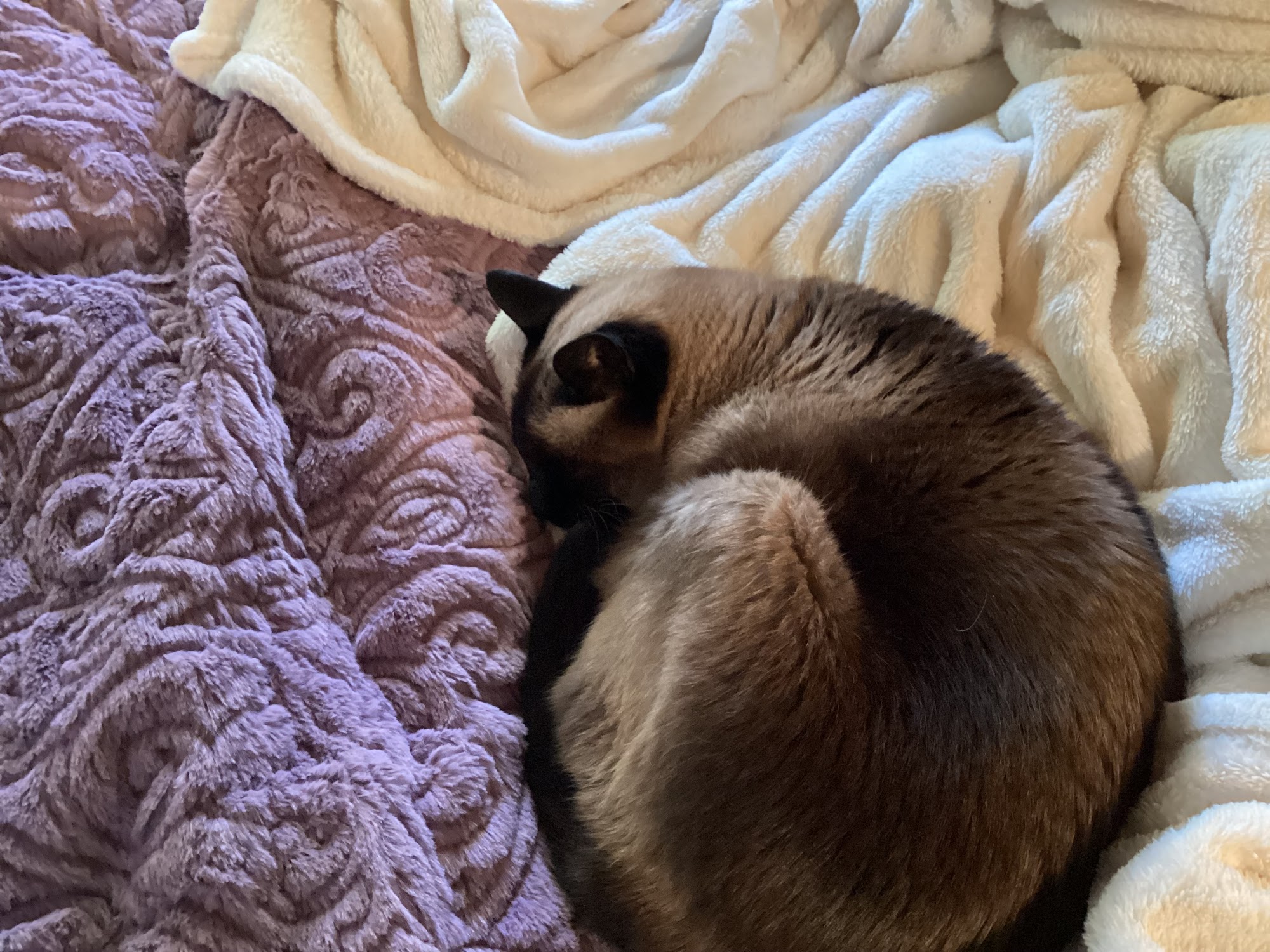 The Cat Clinic of Greenville Greenville