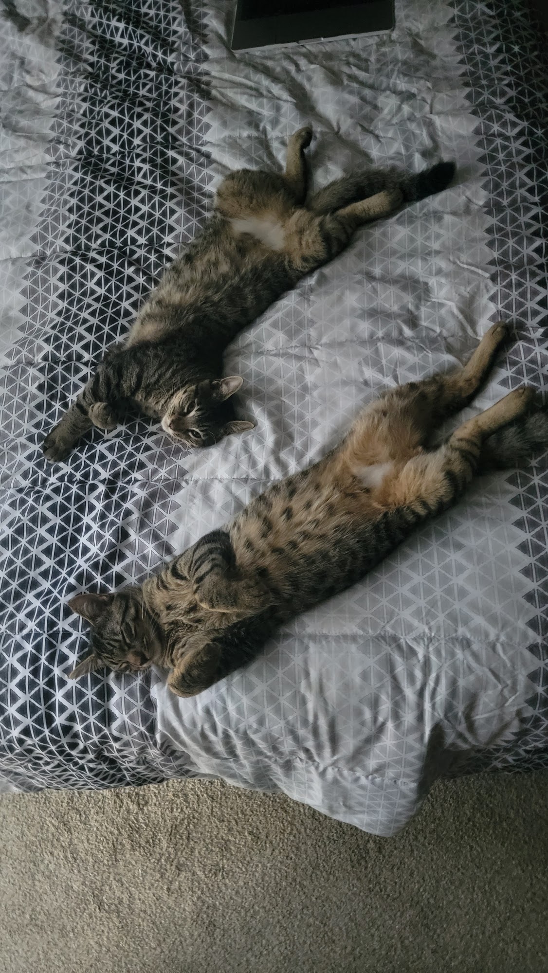 Pet Supermarket Greenville