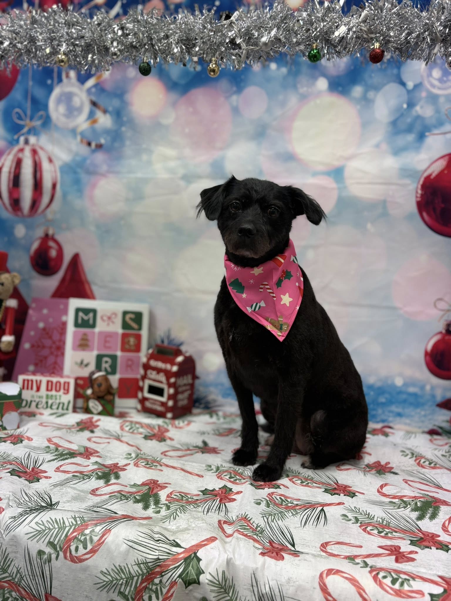 Top Dog Ltd Greenville
