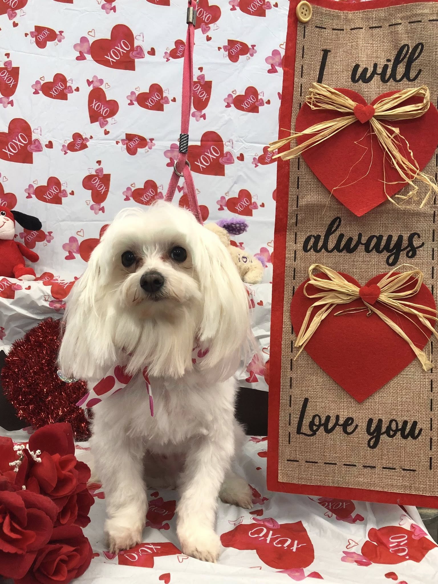 The Canine Spa Greenville