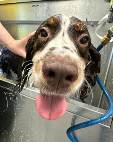 PetSuites Greenville Greenville