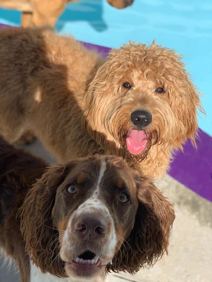 PetSuites Greenville Greenville