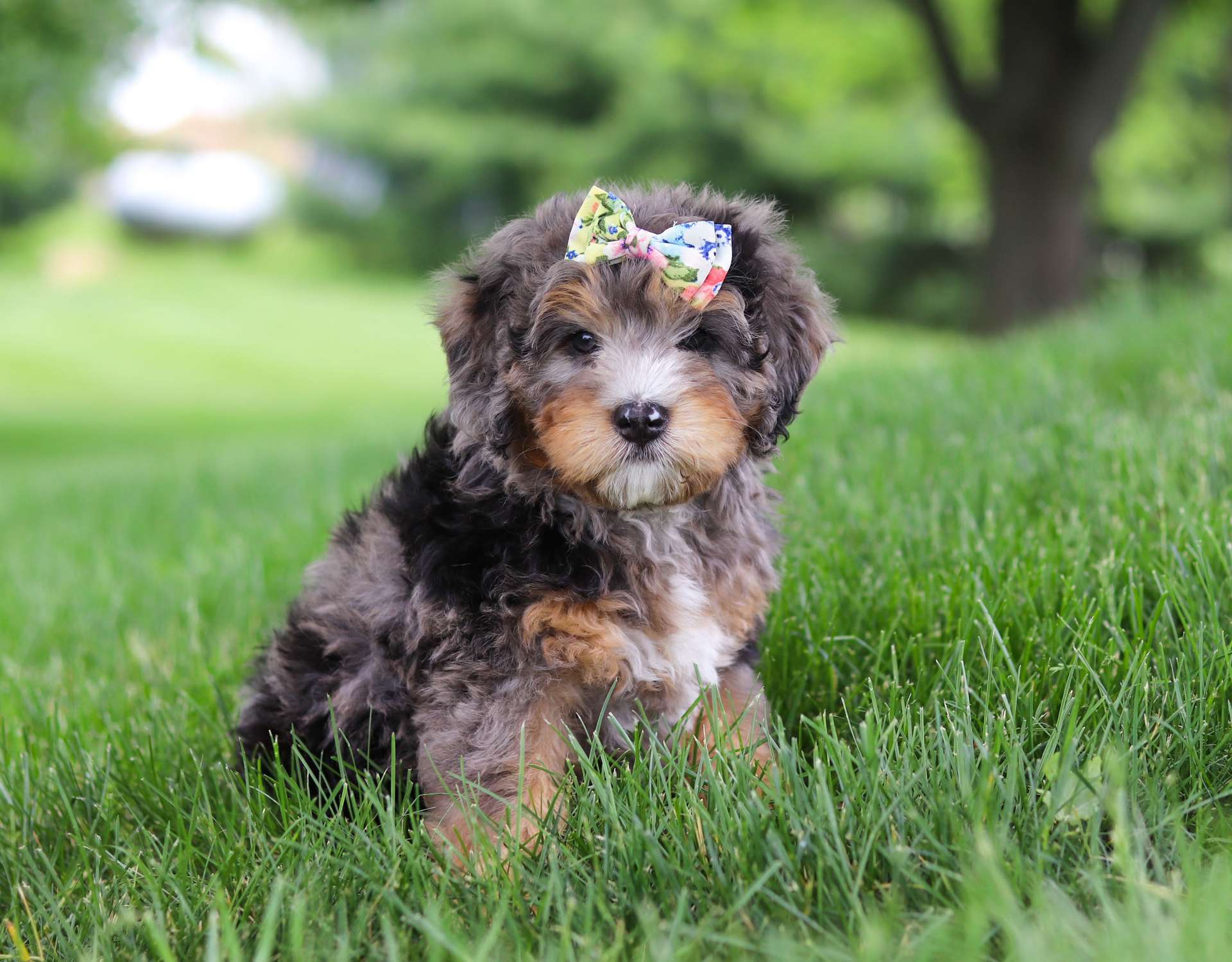 Crockett Doodles Greenville