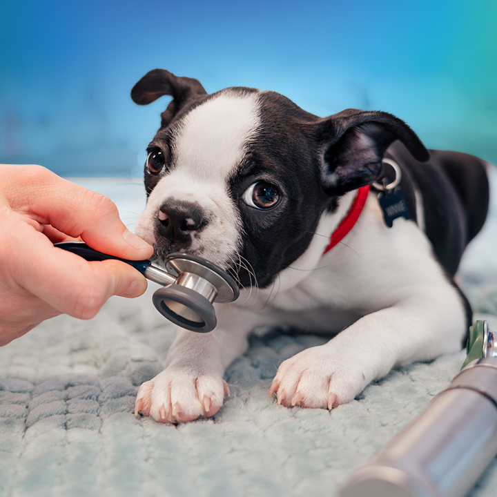 NewDay Veterinary Care Greenville