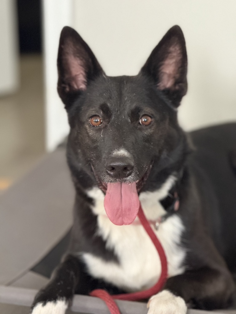 Off Leash K9 Training Greenville, SC Greenville