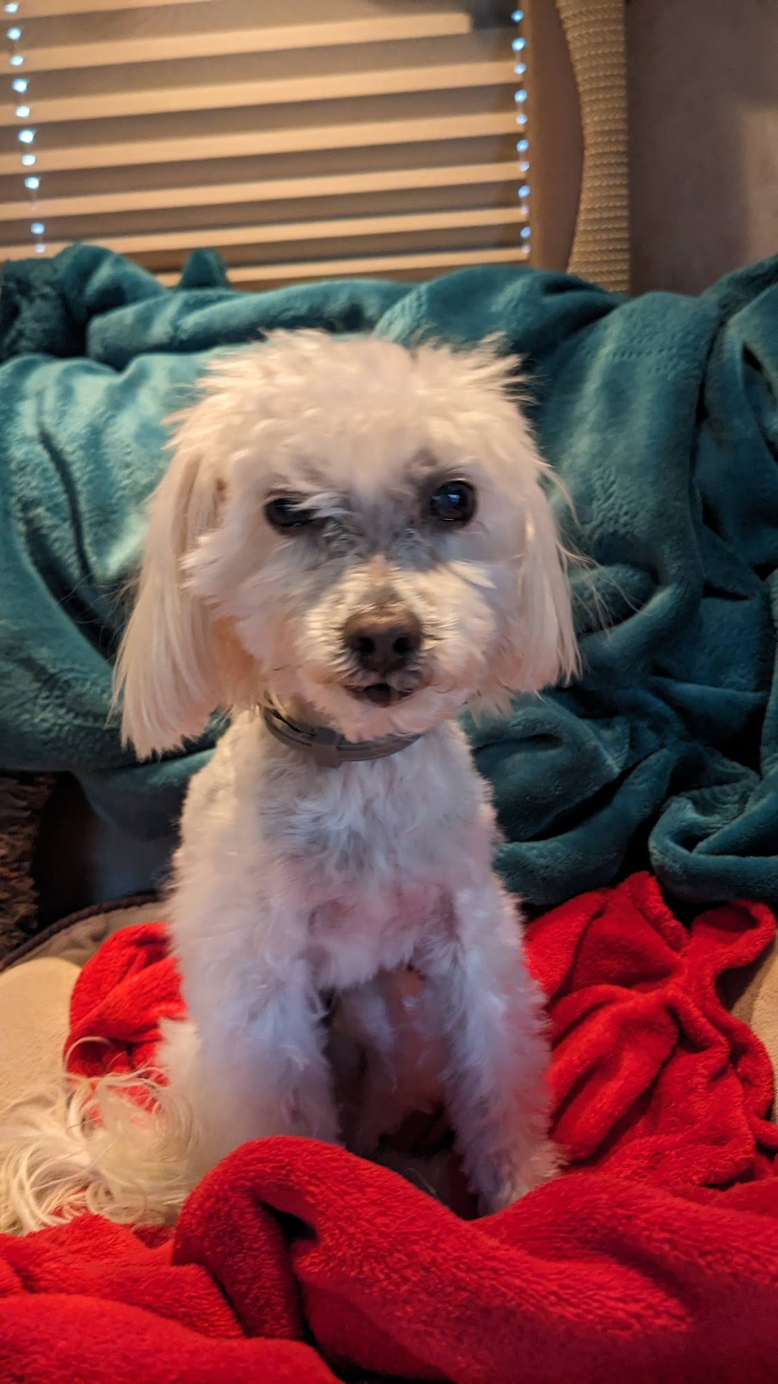 Grooming Co Greenville