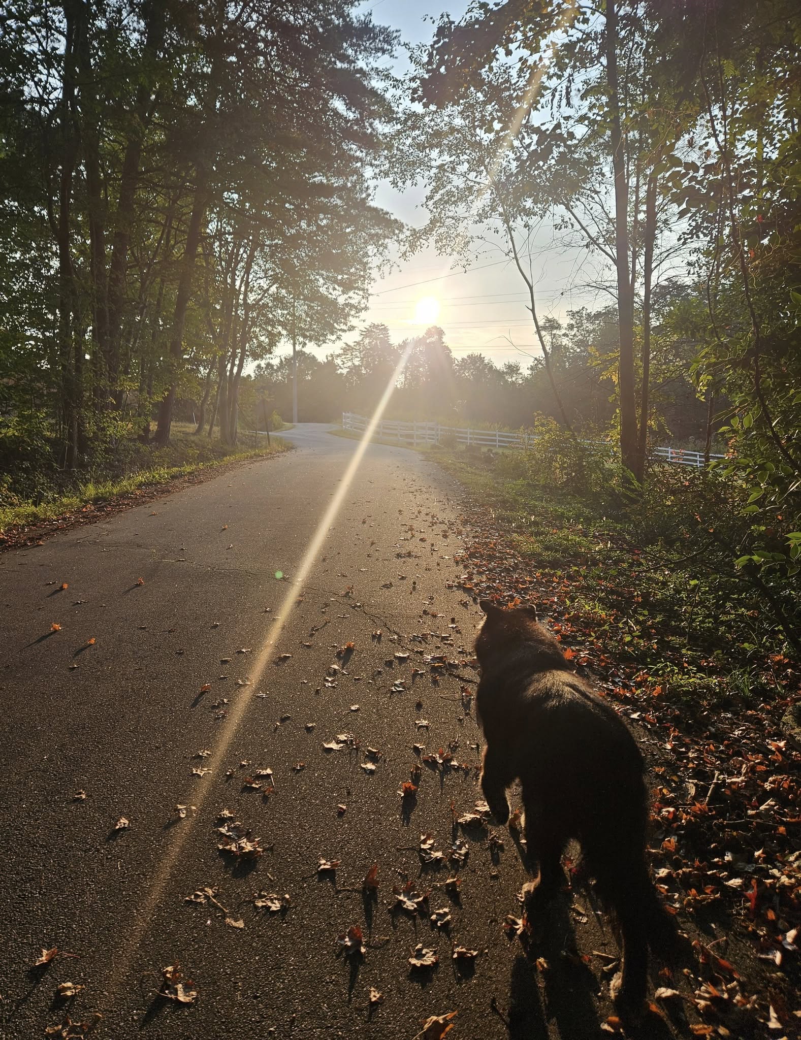 Mann's Best Friend Pet Sitting Greenville