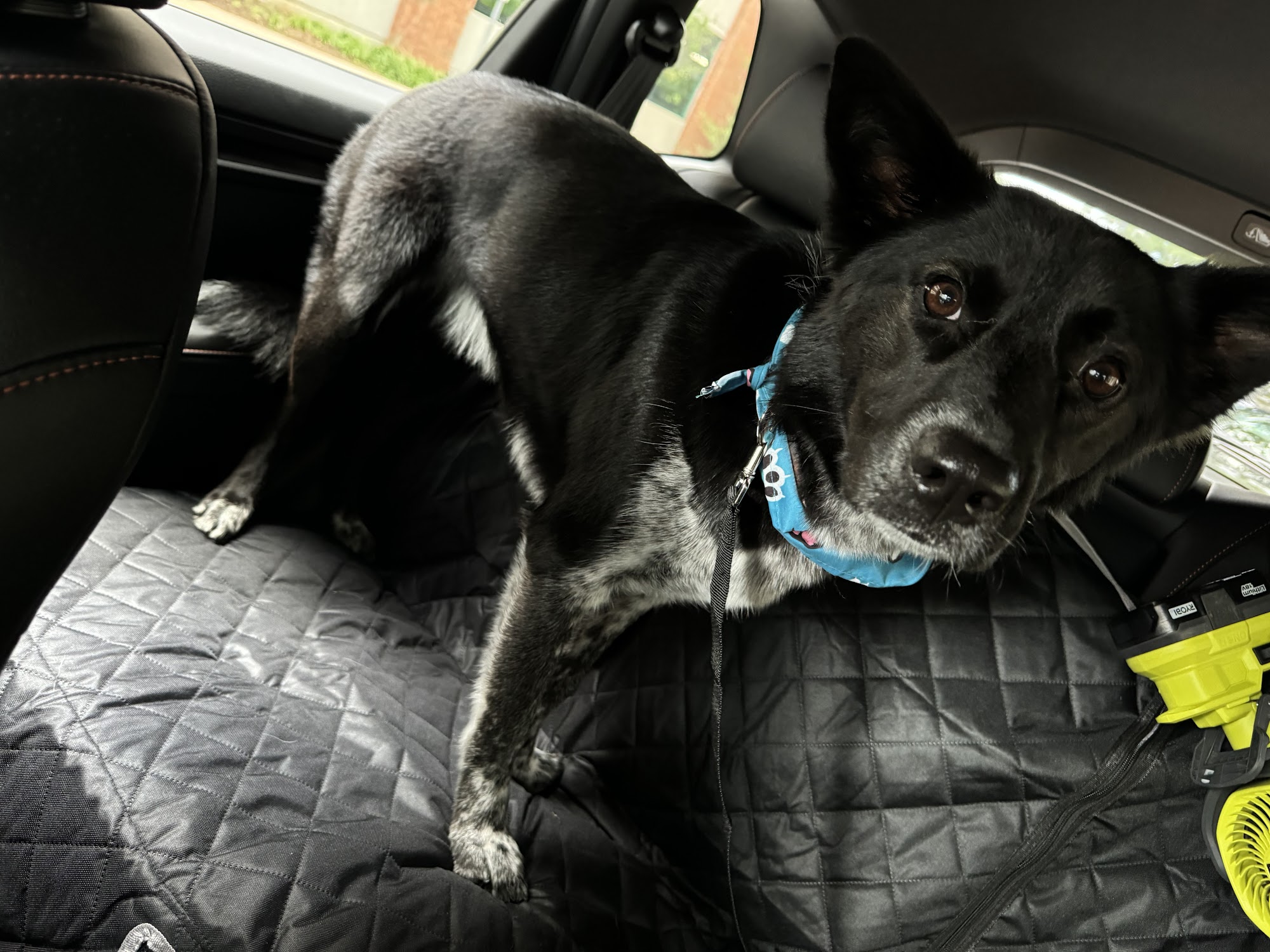 Woof Gang Bakery & Grooming Greenville Greenville