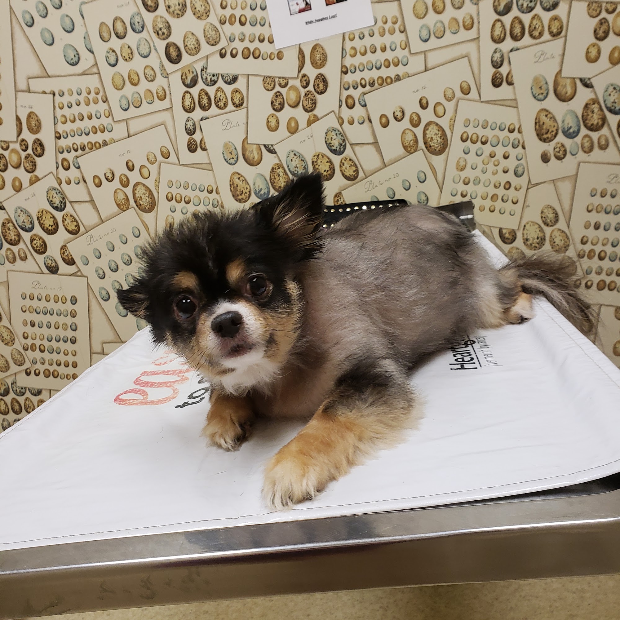 Kinard Animal Hospital Greenwood