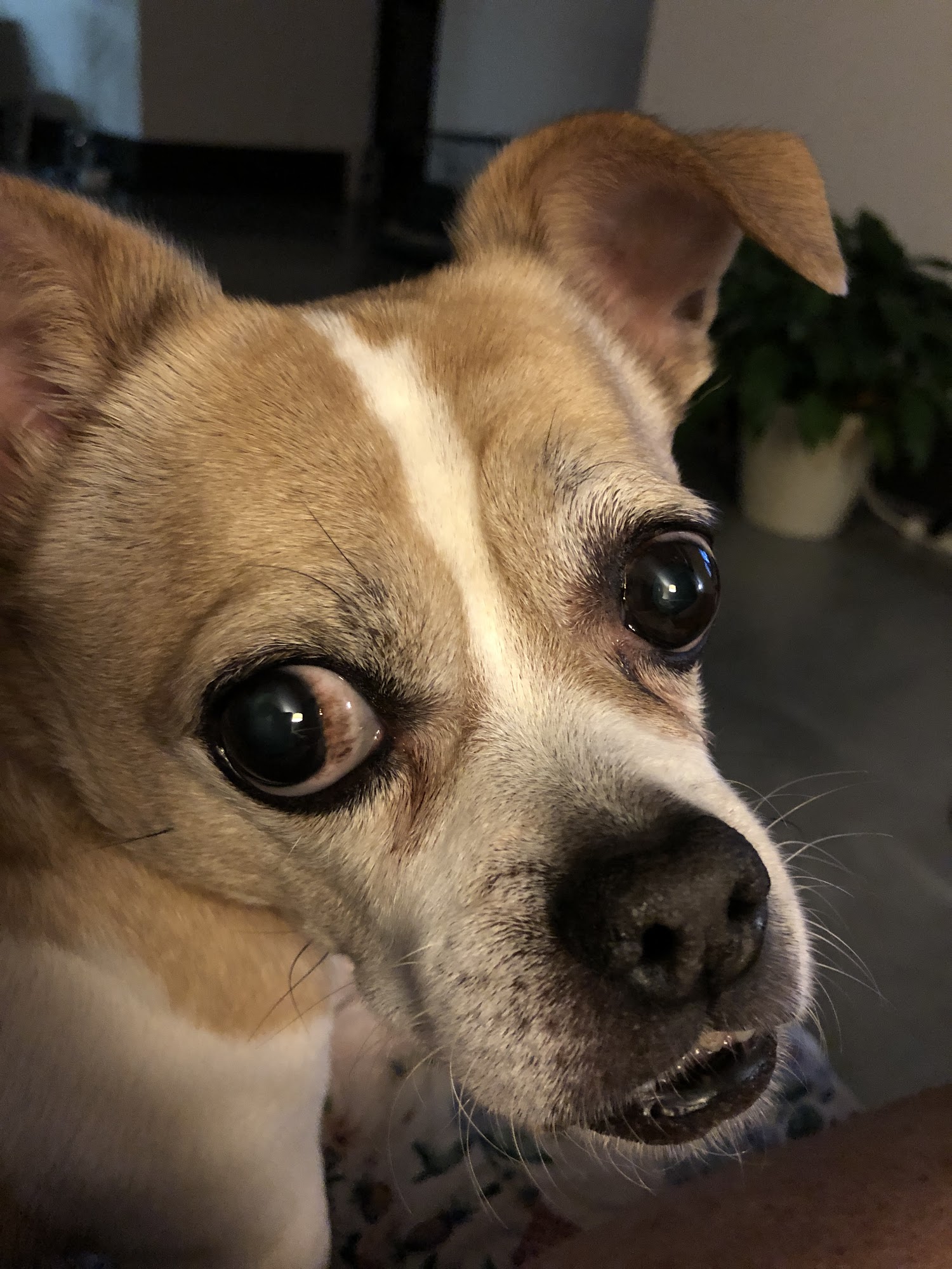 Chinquapin Animal Hospital Greenwood