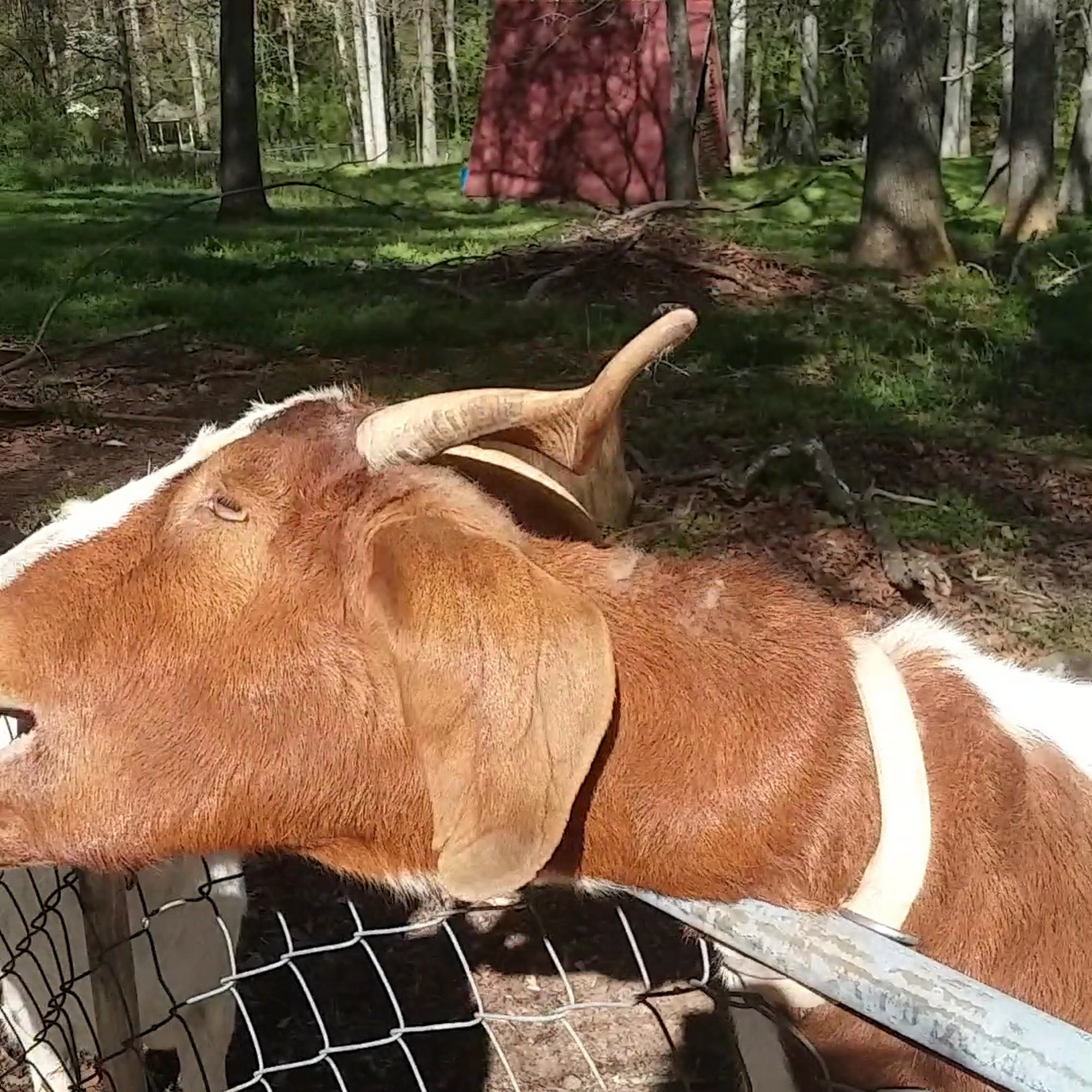 West Spartan Animal vet Greer