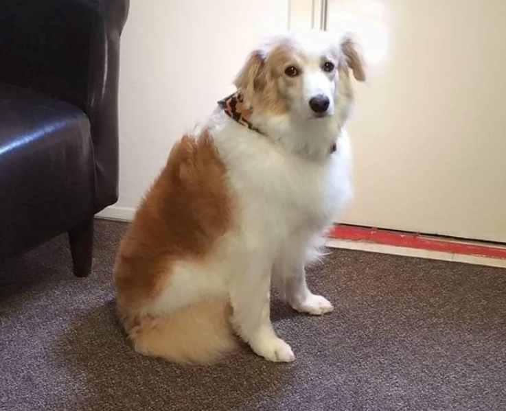 Angel Clips Pet Grooming and Boarding Greer