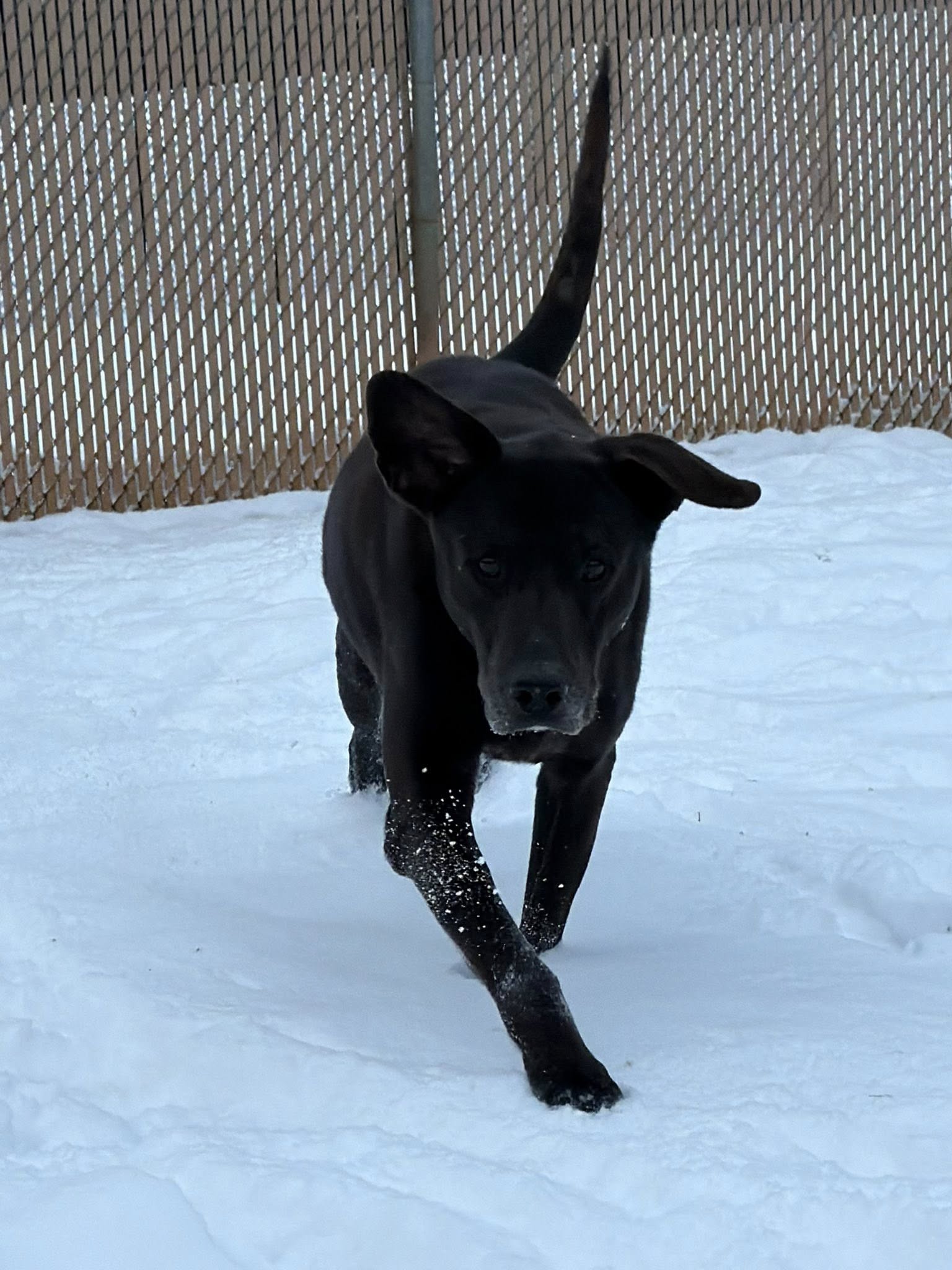 Upstate Dog Training & Pet Resort Greer