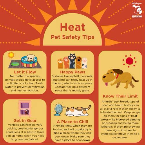 The Paw Parlour Dog Grooming Greer