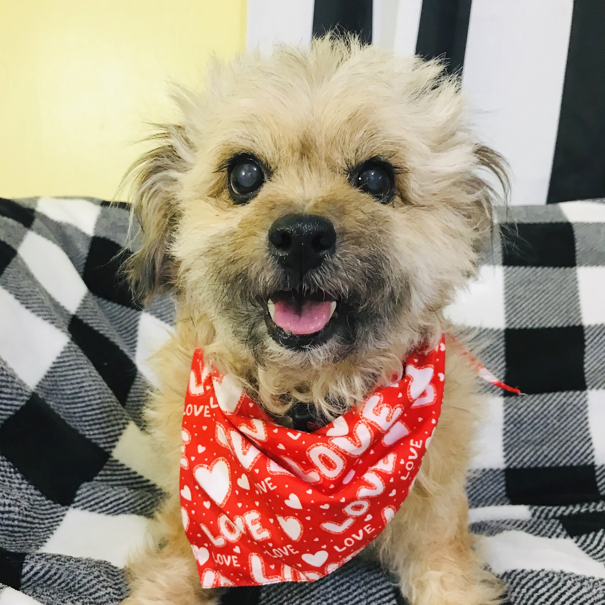 Sweet Paws Inn Greer