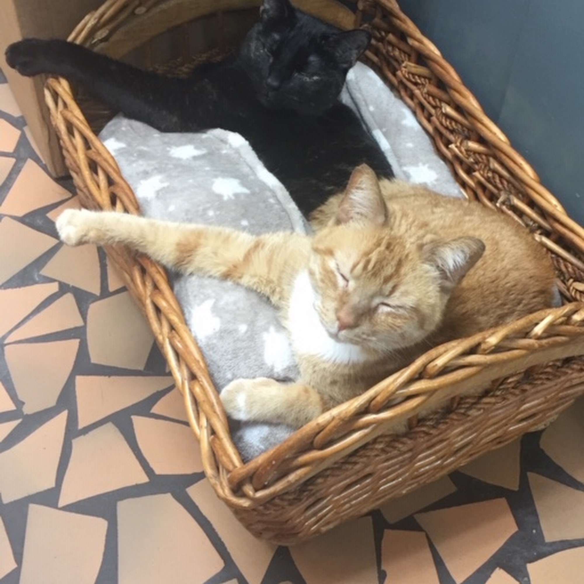 Sandy Memorial Animal Hospital Hartsville