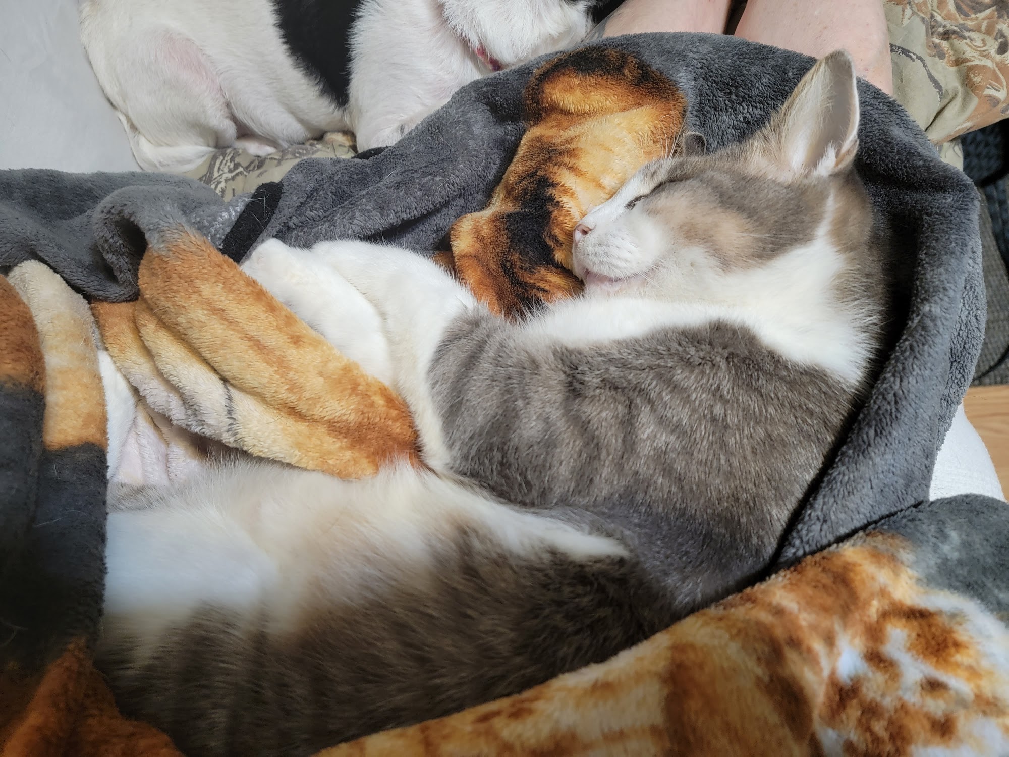 Chandler Animal Hospital Hemingway