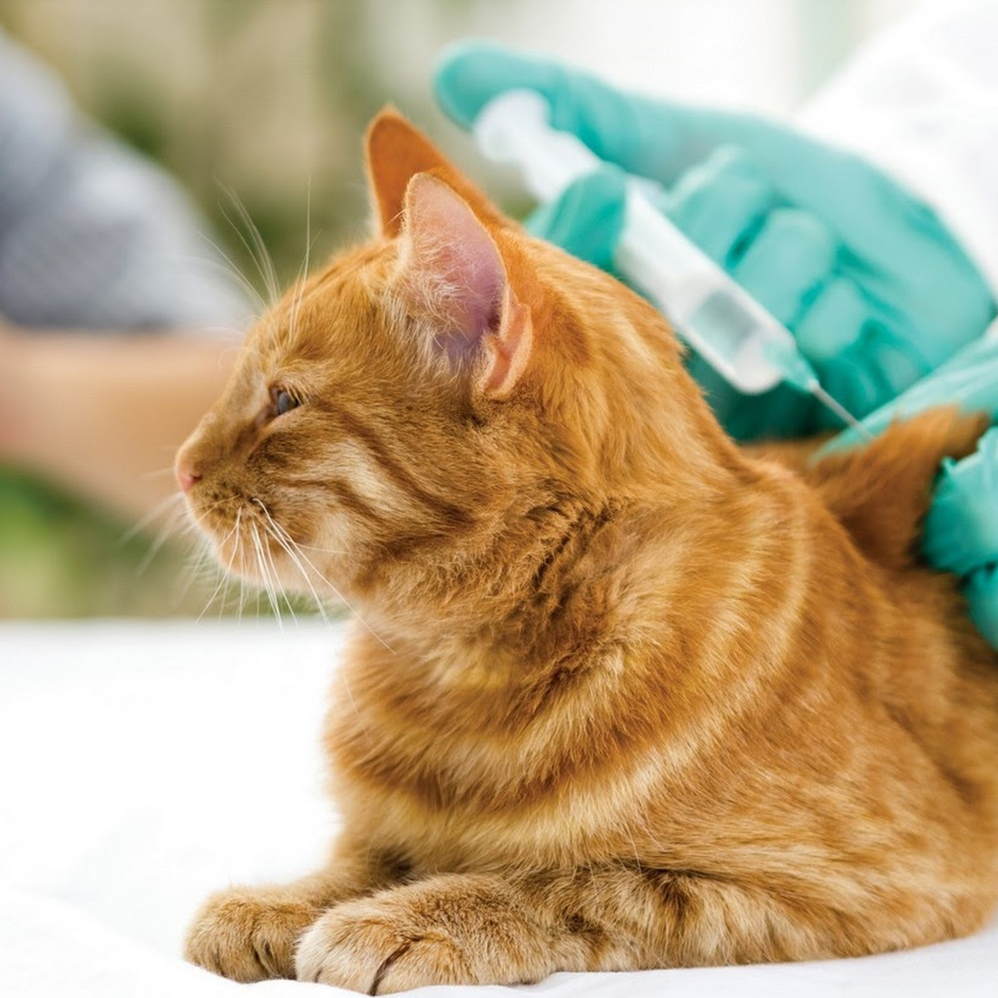 Hilton Head Veterinary Clinic Hilton Head Island