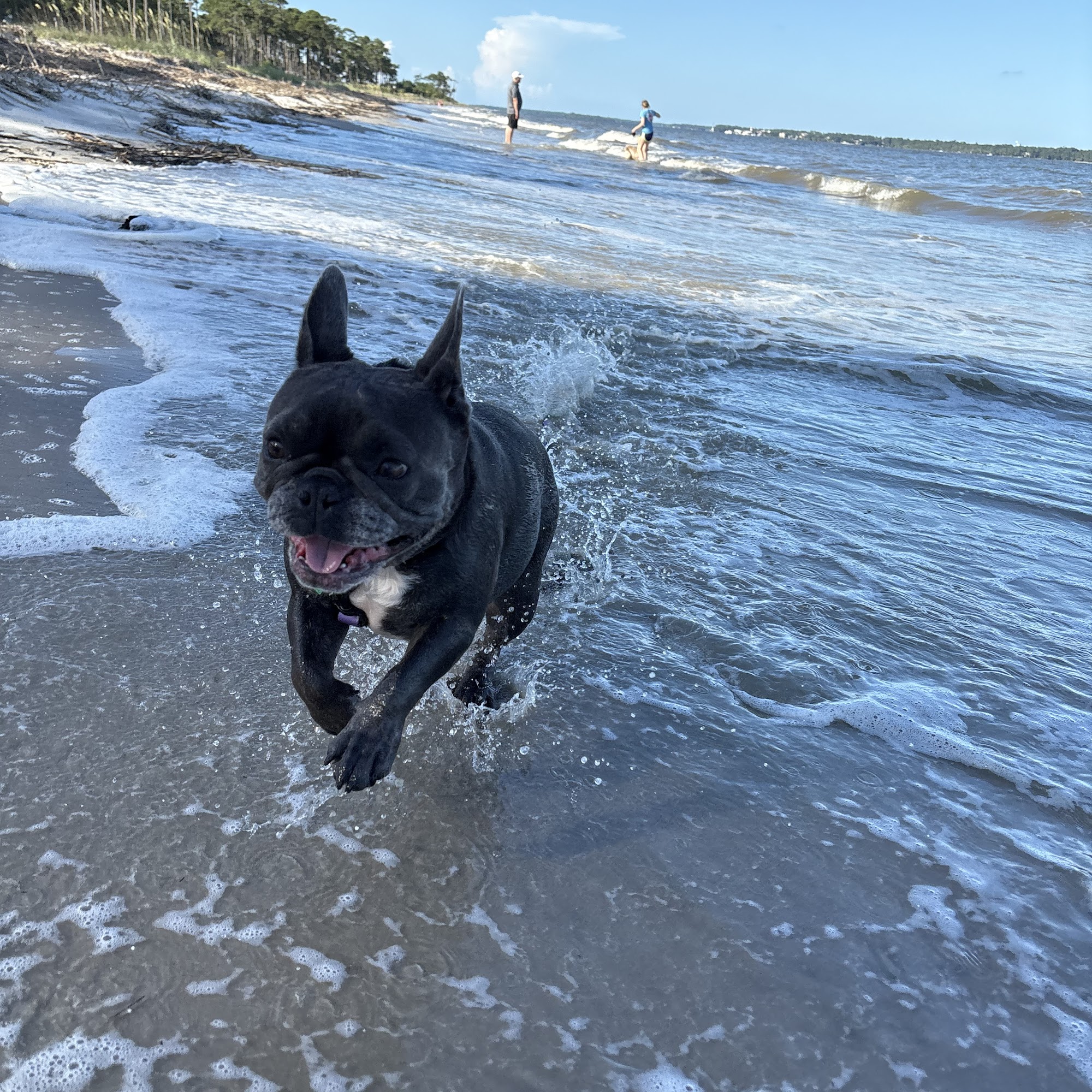Heritage Animal Hospital, LLC Hilton Head Island