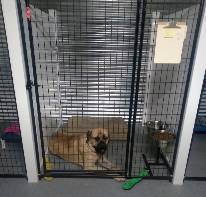 Country Paws Play & Stay Hollywood