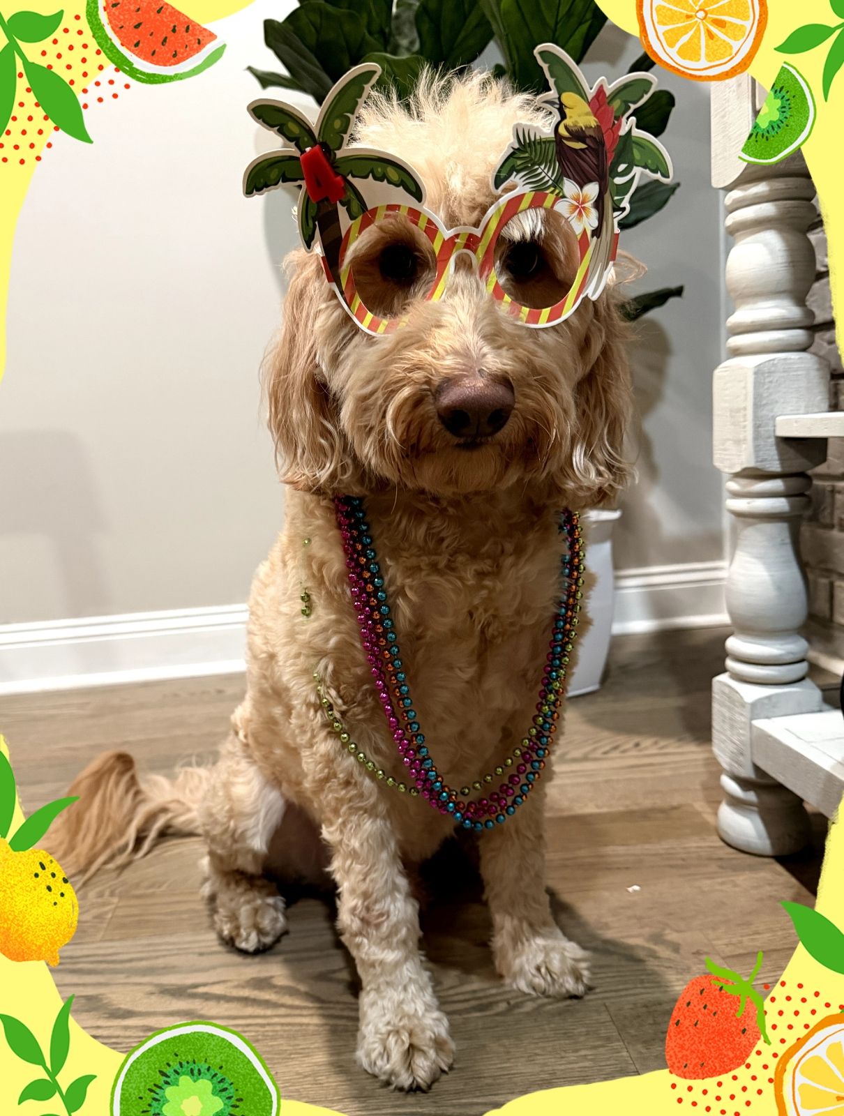 Country Paws Play & Stay Hollywood