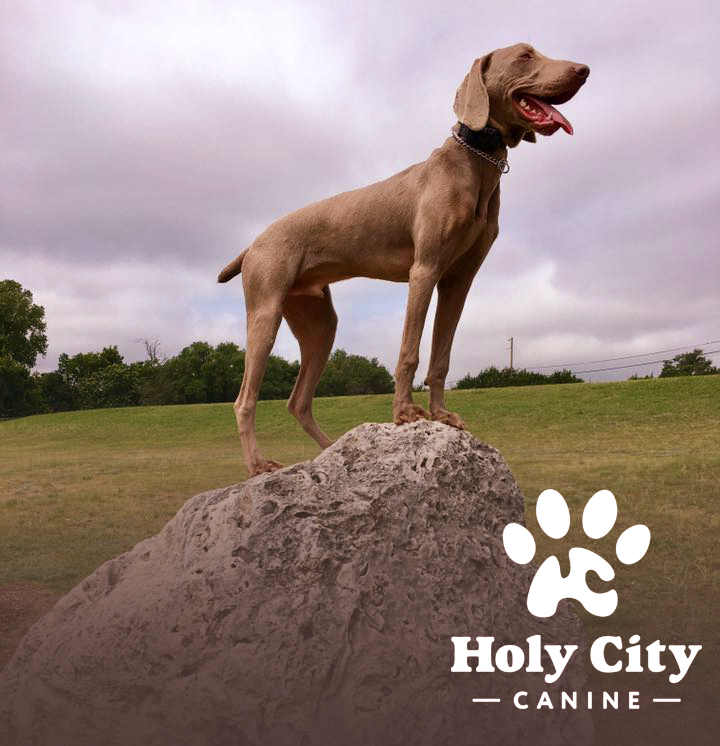 Holy City Canine Hollywood