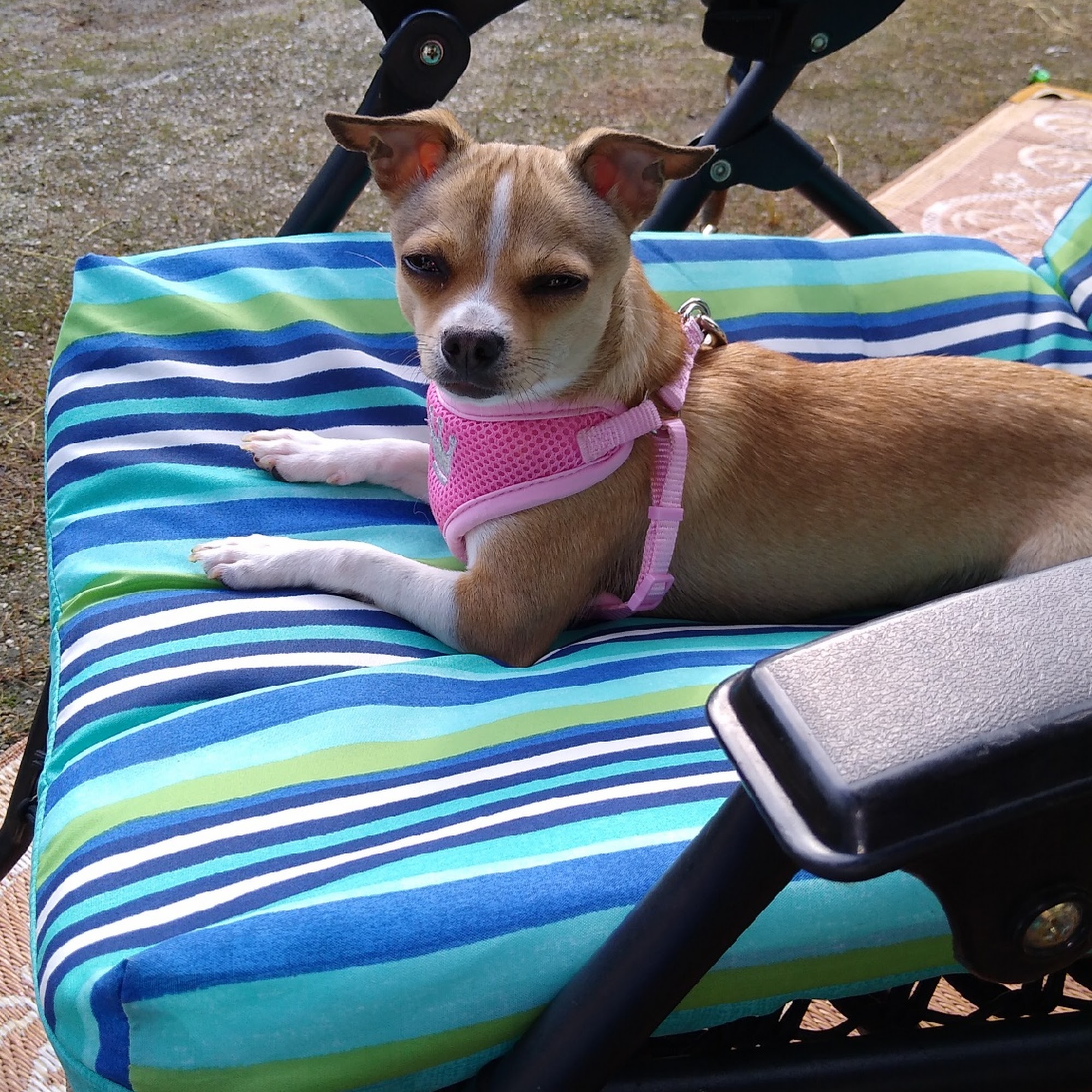 Honea Path Animal Hospital Honea Path