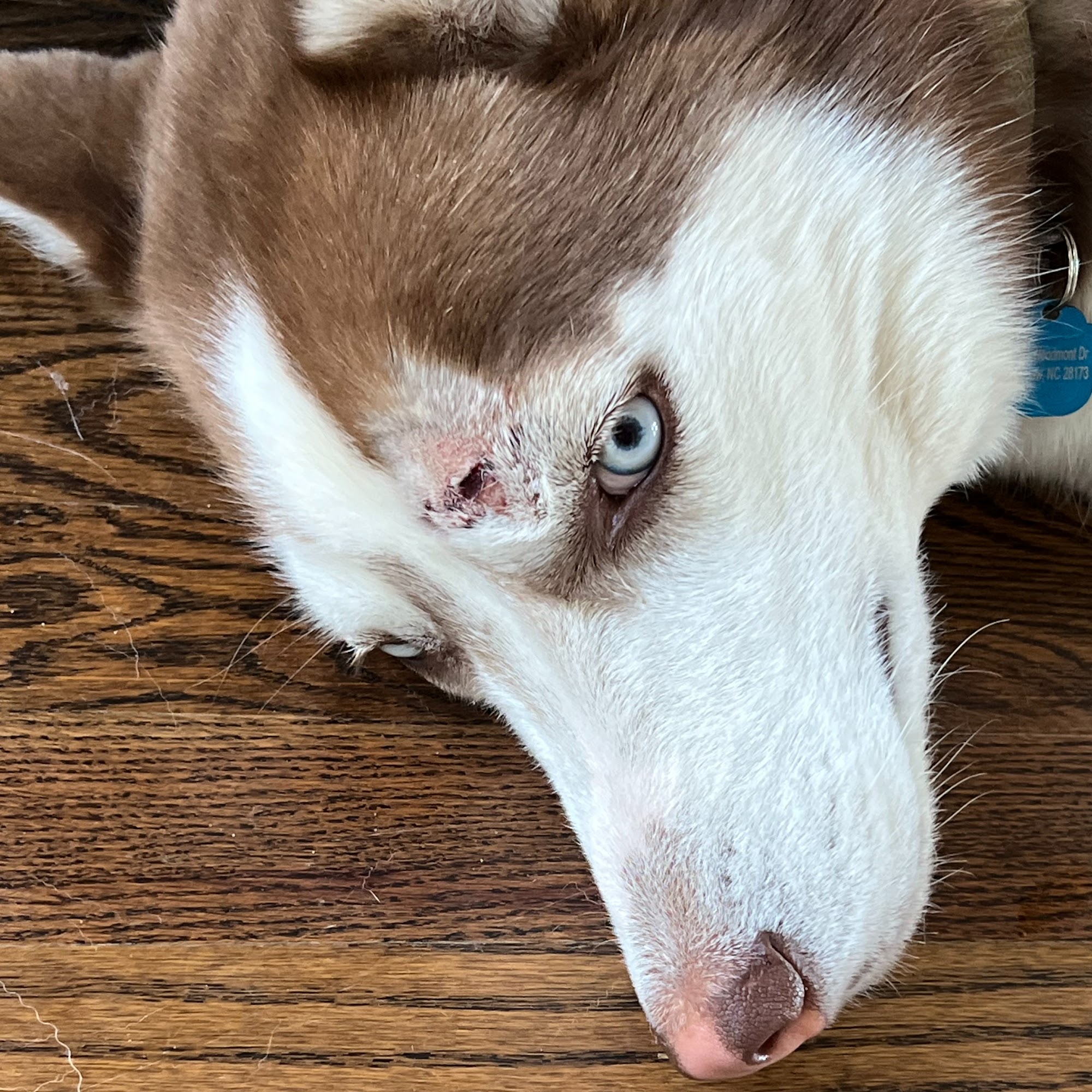 Companion Animal Hospital of Indian Land Indian Land