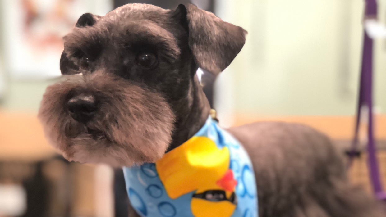 All Paws Grooming, LLC Indian Land