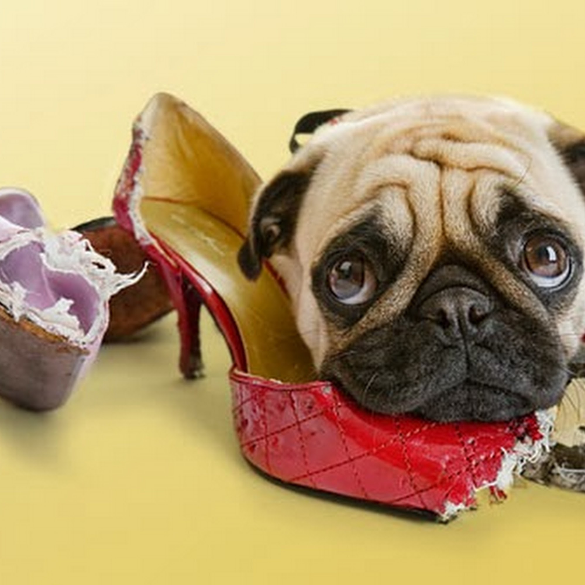 Creature Comforts Veterinary Resort and Suites, Inc. Inman