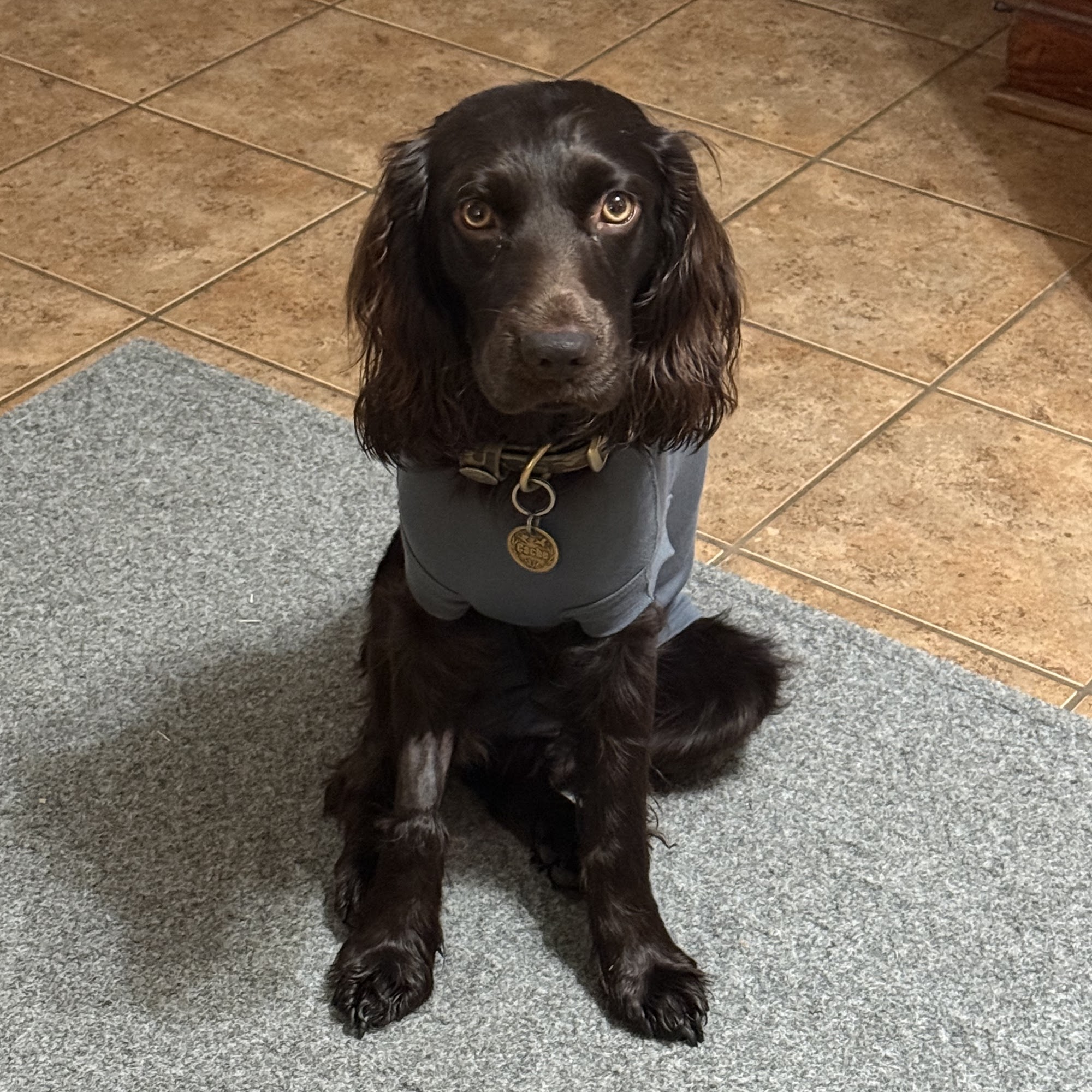 Dutch Fork Animal Hospital Irmo