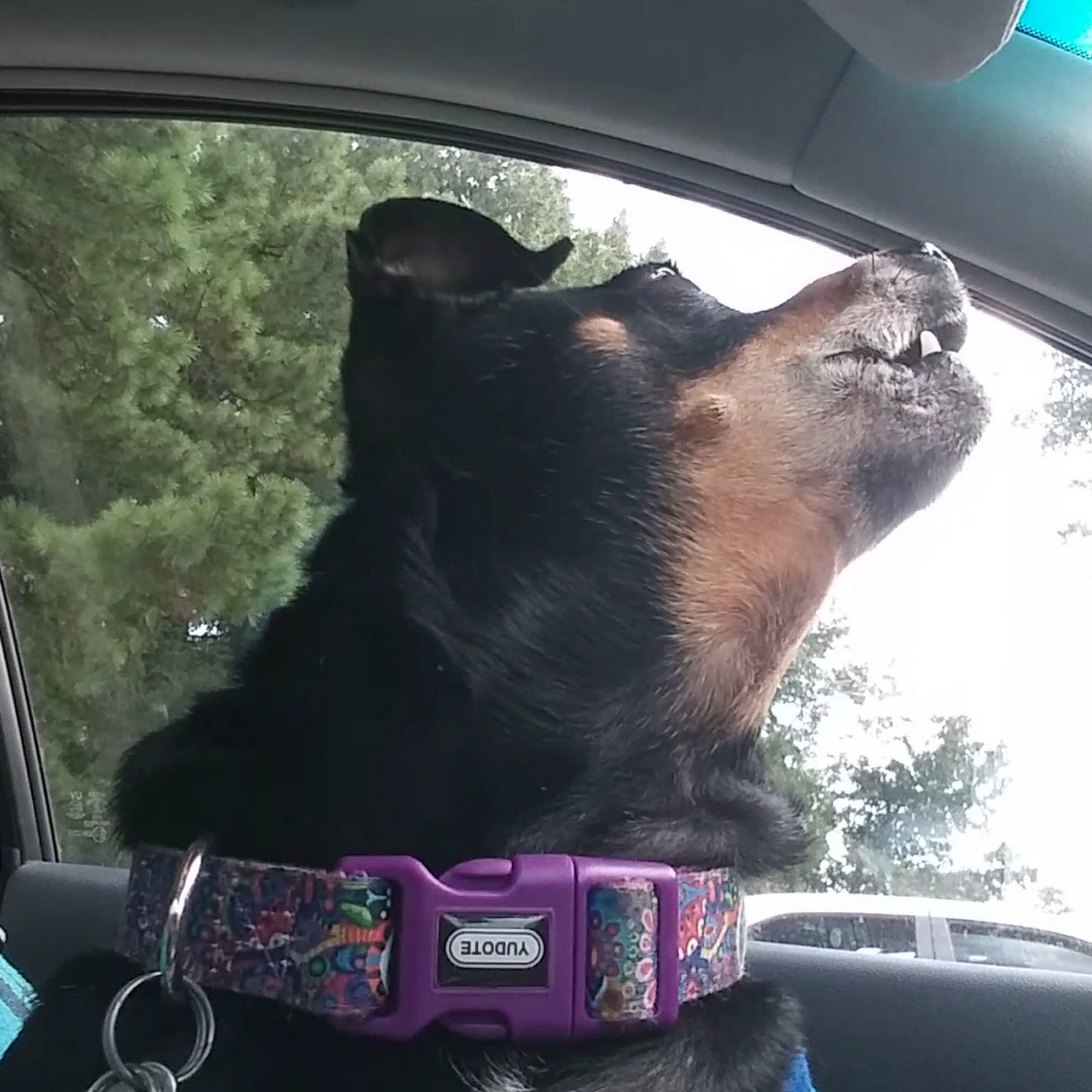 Friarsgate-Ballentine Animal Hospital Irmo