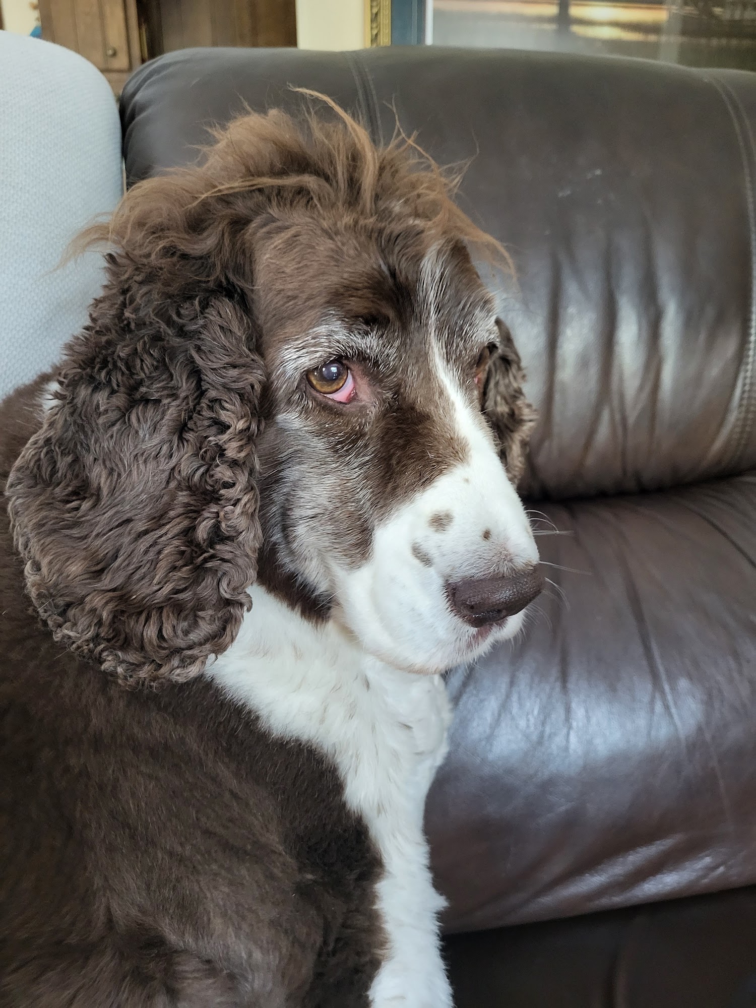 Friarsgate-Ballentine Animal Hospital Irmo