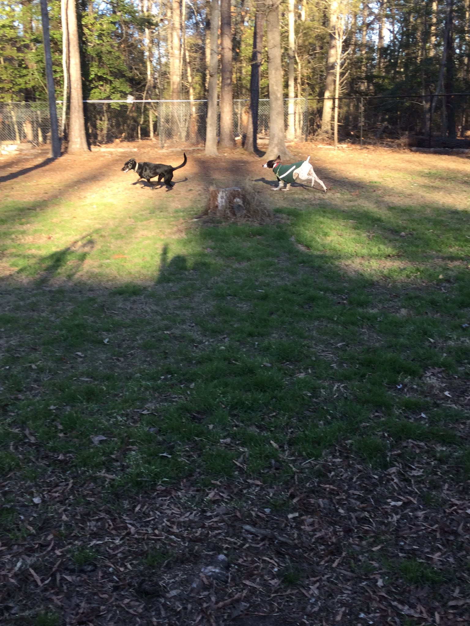 The Woods Canine Resort and Spa Irmo