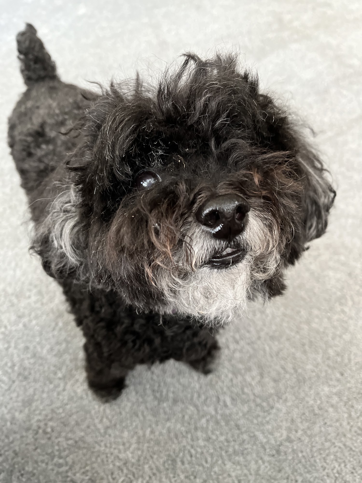 Southside Animal Hospital Johns Island