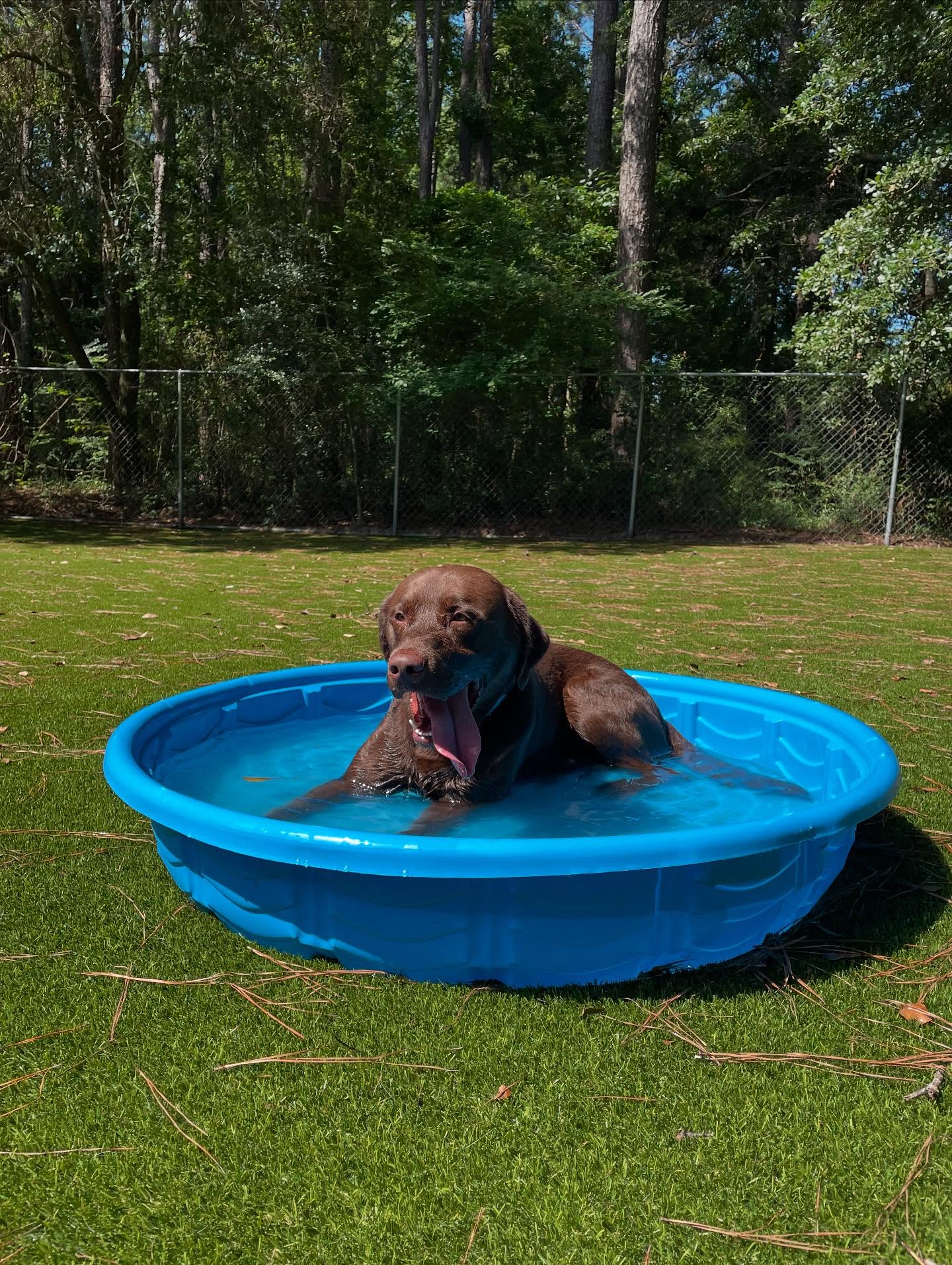Moonshadow Pet Resort Johns Island