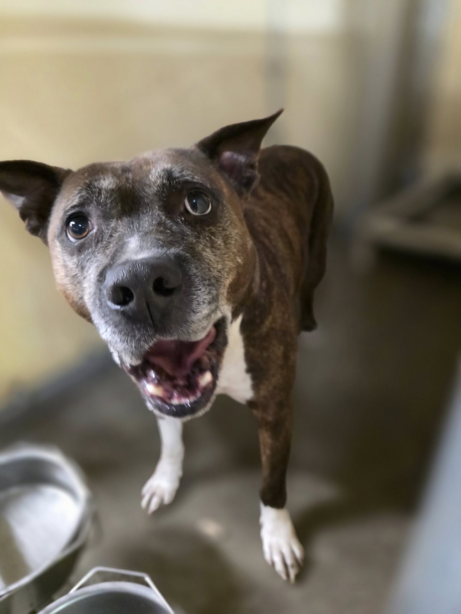 Creekside Pet Retreat and Kennel Johns Island