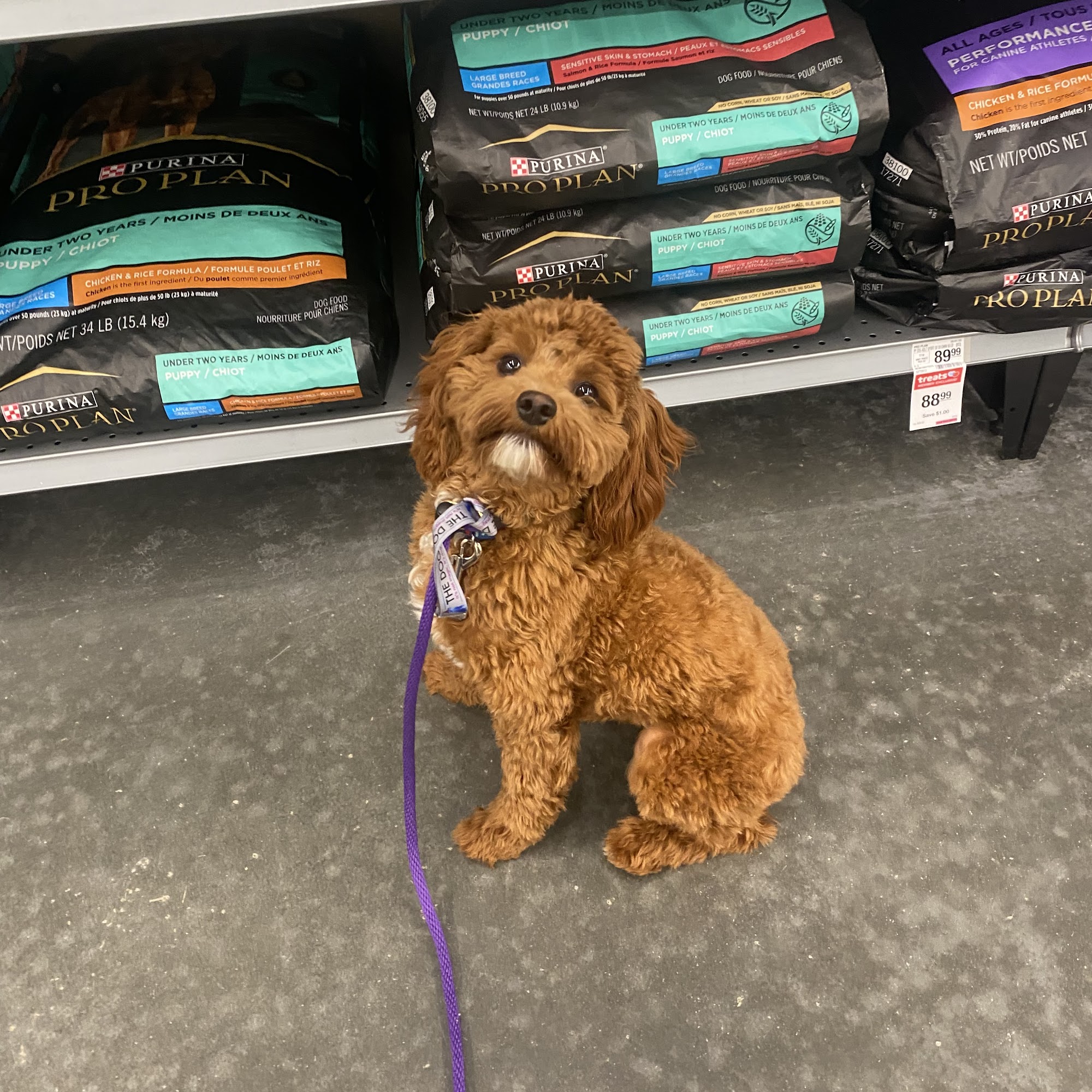 Happy Wags Lodge & Spa and Mobile Grooming Johns Island