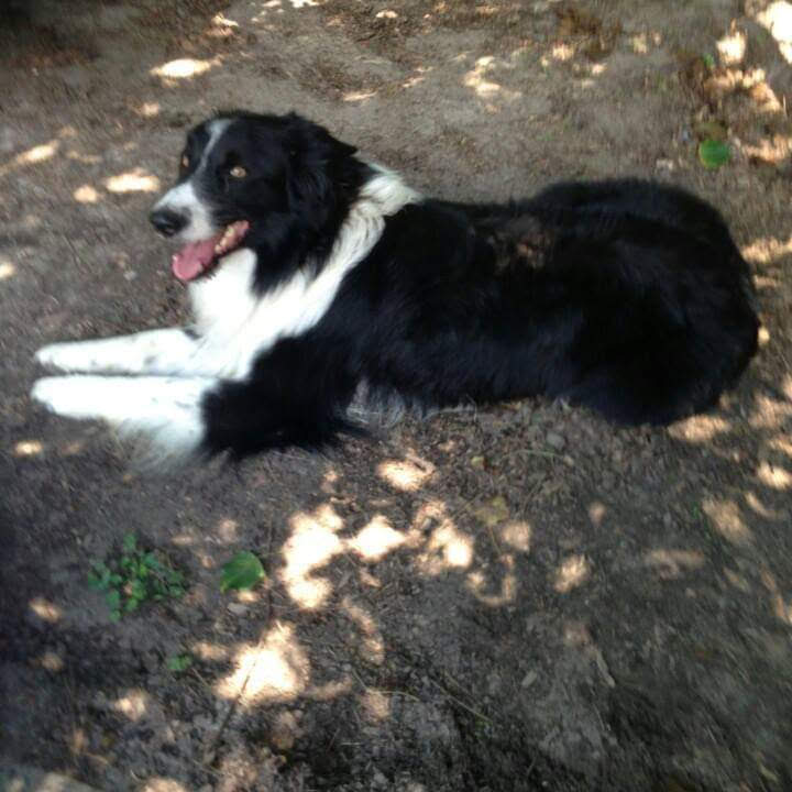 Animal Hospital of Kingstree Kingstree