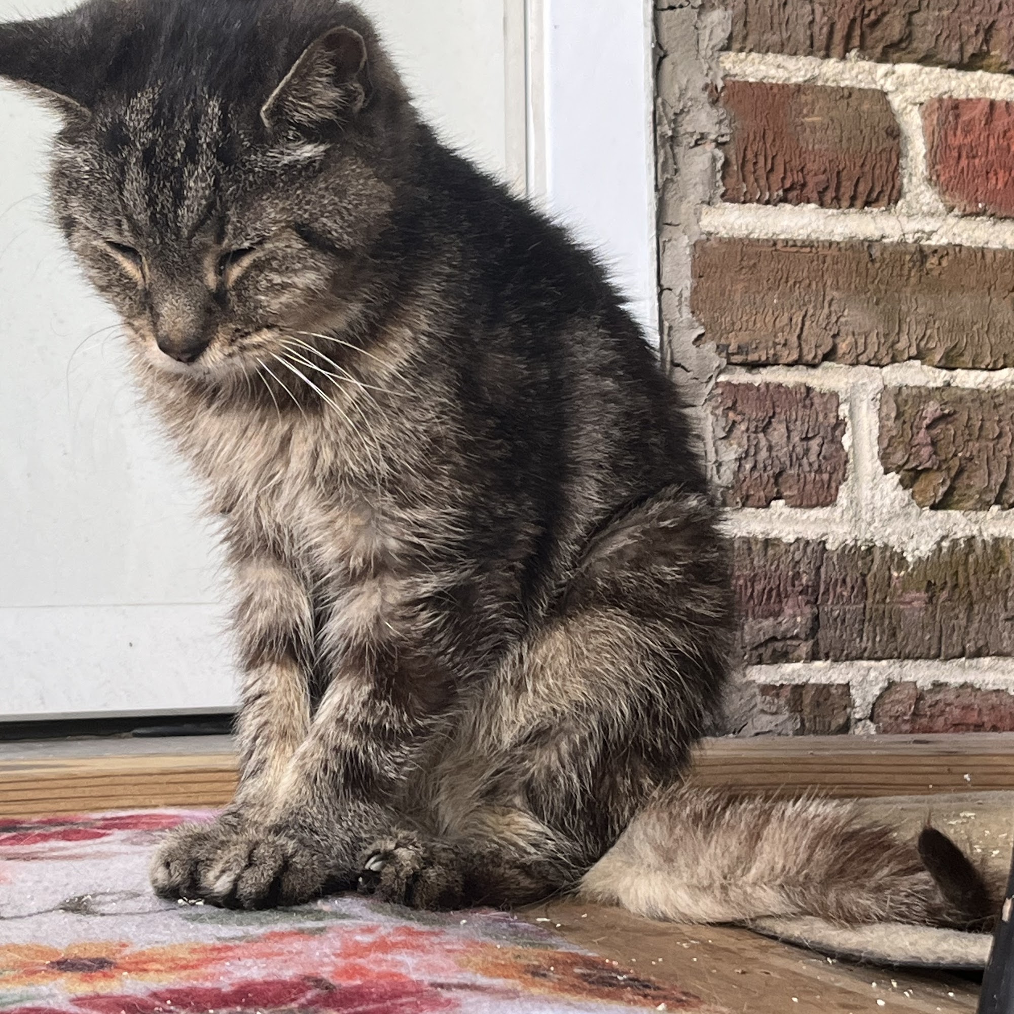 Animal Hospital of Kingstree Kingstree