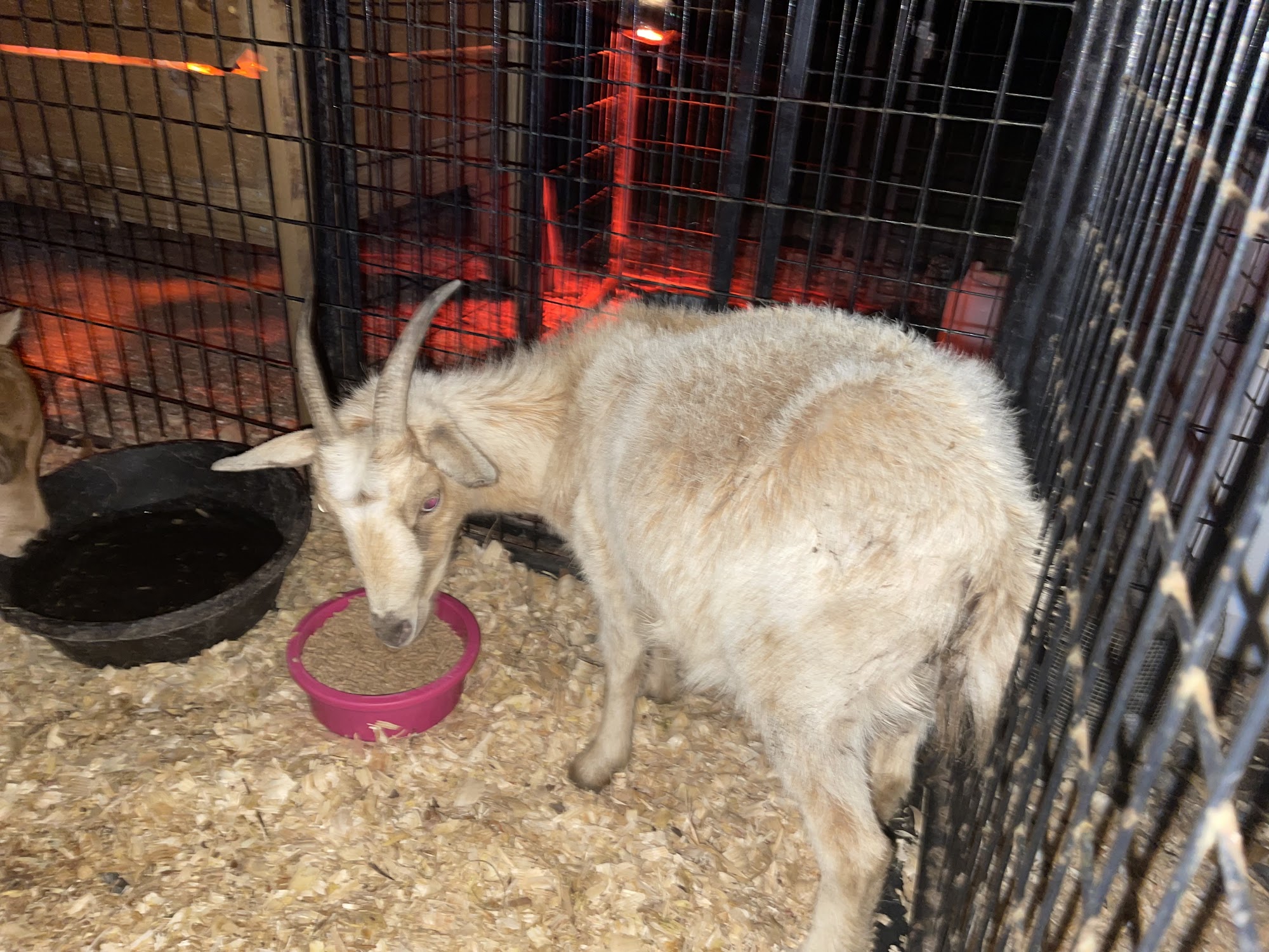 Animal Hospital of Kingstree Kingstree