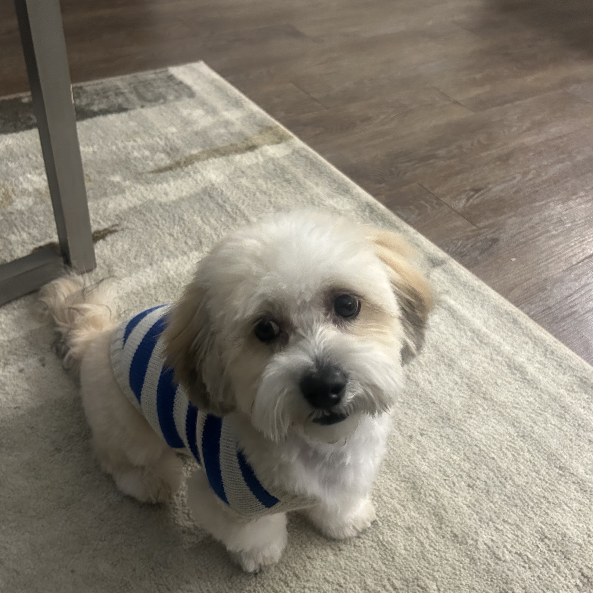 Primp Your Pup Grooming Ladson