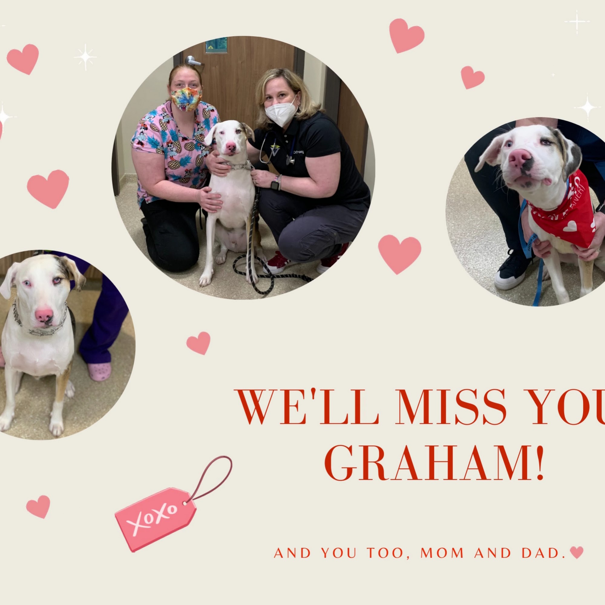 Ladson Veterinary Hospital Ladson