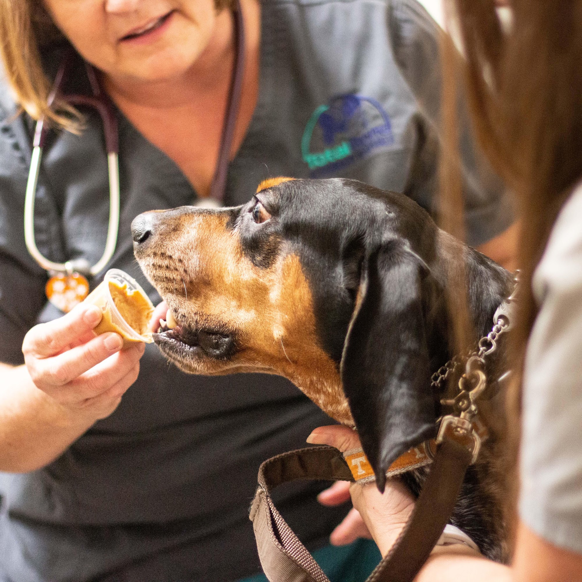 TotalBond Veterinary Hospital at Bethel Lake Wylie