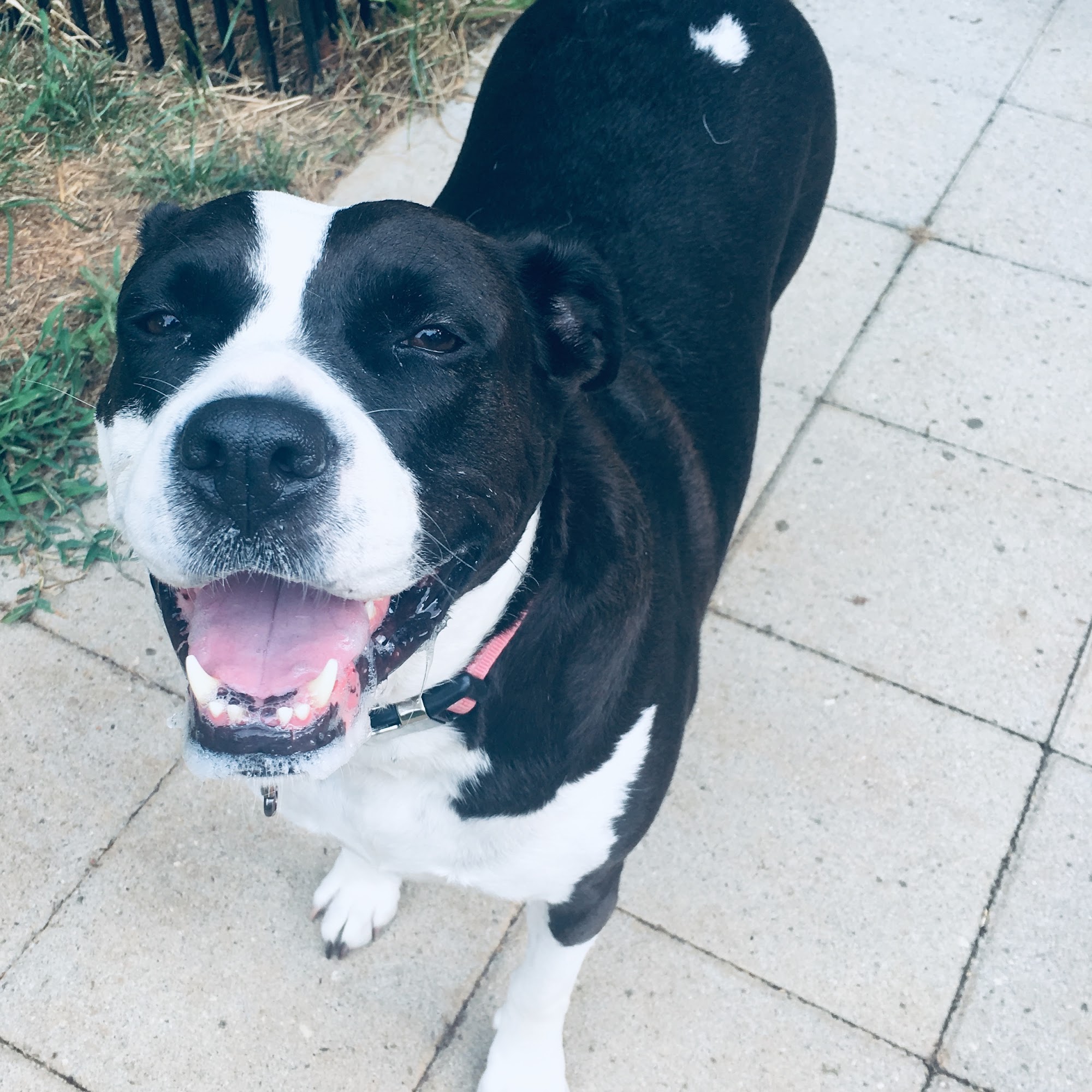 Four Paws Boarding and Grooming, LLC Lake Wylie