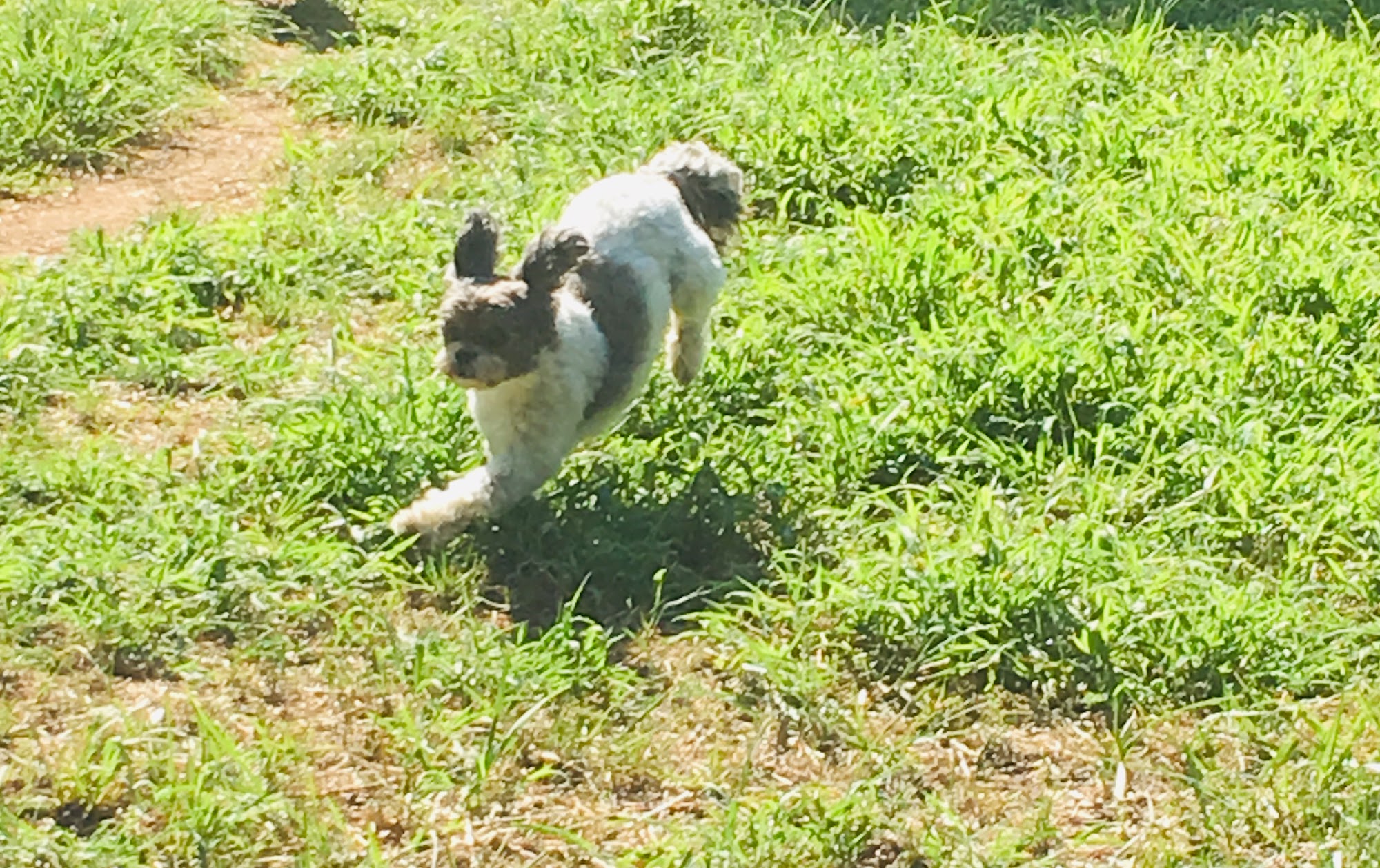 Four Paws Boarding and Grooming, LLC Lake Wylie