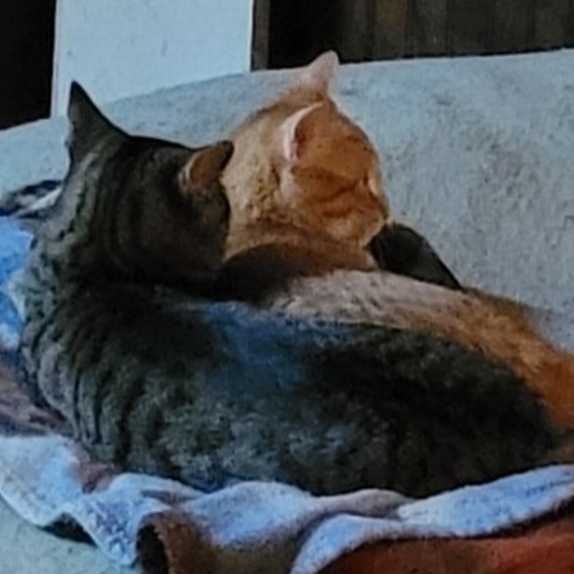 Faulkner Animal Hospital Lancaster